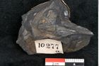 Foto (Detailansicht) von Baiera australis Ettingshausen (NHMW-GEO-2024-0188-10277a)